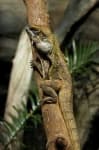 Sample 4 – Frilled lizard