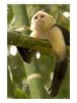 Sample 5 – Capuchin