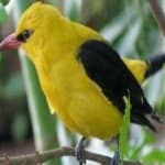 Sample 2 – Eurasian golden oriole