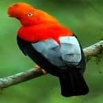 Sample 6 – Cock of the rock