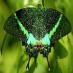 Sample of Banded butterfly