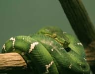 Sample 3 – Green snake