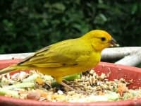 Sample 3 – Canary