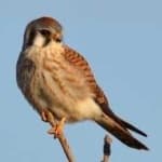 Sample 2 – American kestrel
