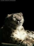 Sample 3 – Snow leopard