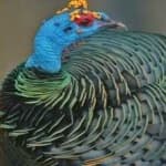 Sample 1 – Ocellated turkey