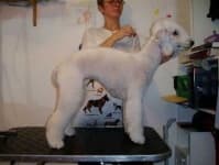 Sample 3 – Bedlington terrier
