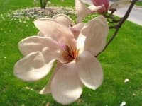 Sample of Magnolia