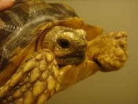 Sample 6 – Tortoise