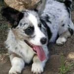 Sample 1 – Corgi
