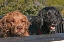 Sample 6 – Flat coated retriever
