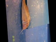 Sample 3 – Striped red mullet