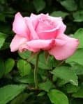 Sample 2 – Rose