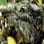 Sample 5 – Common poorwill