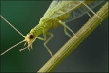 Sample 1 – Lacewing
