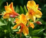 Sample 5 – Peruvian lily