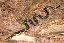 Sample 2 – King snake