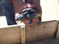 Sample 6 – Terrapin