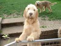 Sample 2 – Otterhound