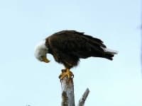 Sample 4 – Bald eagle