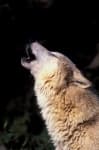 Sample 1 – White wolf