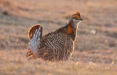 Sample 4 – Prairie chicken
