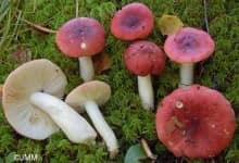 Sample 2 – Russula