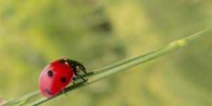 Sample 1 – Ladybugs