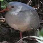 Sample 5 – Kagu