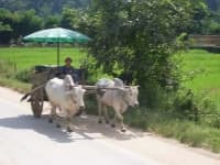 Sample 5 – Oxcart