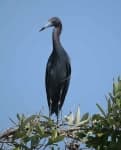 Sample 6 – Little blue heron