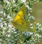Sample 3 – Sulphur butterfly