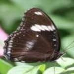 Sample 3 – Eggfly