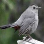 Sample 6 – Gray catbird