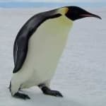 Sample 2 – Emperor penguin