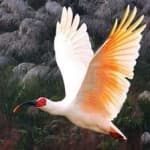 Sample 3 – Asian crested ibis