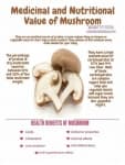 Sample 5 – Mushroom