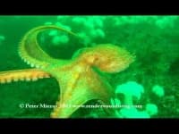 Sample 6 – Octopus