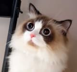 Sample 2 – Ragdoll