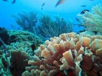 Sample 6 – Reef
