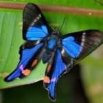 Sample 3 – Metalmark