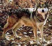 Sample 2 – Red wolf
