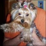 Sample 4 – Yorkie