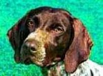 Sample 5 – German short haired pointer