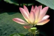 Sample 6 – Lotus