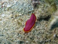 Sample 1 – Flatworm