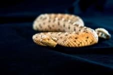 Sample 6 – Horned viper