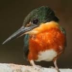 Sample 4 – Pygmy kingfisher