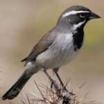 Sample 1 – Black throated sparrow