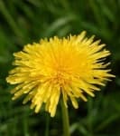 Sample 5 – Common dandelion